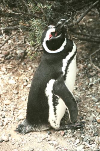 Pingouin de Magellan adulte
